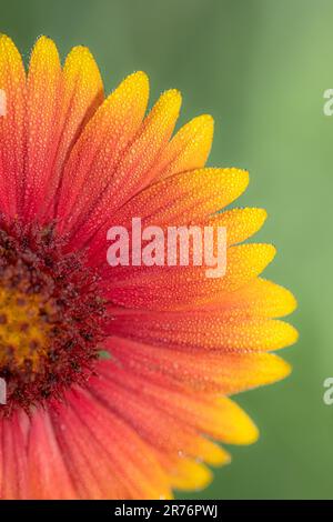 Eine Nahtaufnahme von indischer Decke, Gaillardia pulchella, wächst auf einer Sommerwiese. Stockfoto