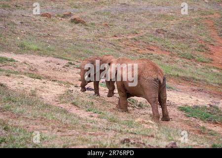 Elefantenweibchen mit ihrem Kalb auf der Wiese. Mutter und Sohn, Tochter, grün, einsam, keine Menschen, Liebe, Schutz, Verwandtschaft Stockfoto