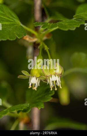 Europäische Stachelbeeren (Ribes uva-Crispa) Blüten Stockfoto