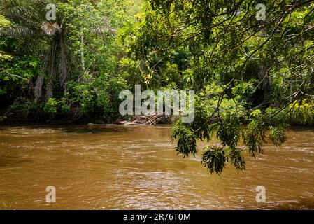 Ein malerischer Fluss fließt durch einen üppigen Wald, in dem das Wasser Schlamm und Trümmer aufwirbelt Stockfoto