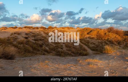 Sanddünen Gras bei Sonnenuntergang, Nordsee, Westflandern, Belgien. Stockfoto