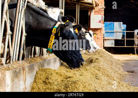 Zwei schwarz-weiße Kühe, die nebeneinander stehen und auf Heu grasen Stockfoto
