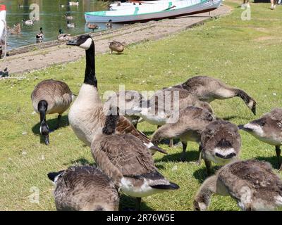 Thorpeness, Suffolk, Vereinigtes Königreich - 13. Juni 2023 : Eine große Familie kanadischer Gänse und Goslings am see meare. Stockfoto