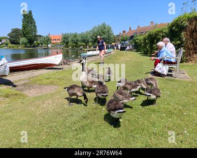 Thorpeness, Suffolk, Vereinigtes Königreich - 13. Juni 2023 : Eine große Familie kanadischer Gänse und Goslings am see meare. Stockfoto