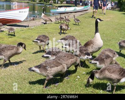 Thorpeness, Suffolk, Vereinigtes Königreich - 13. Juni 2023 : Eine große Familie kanadischer Gänse und Goslings am see meare. Stockfoto