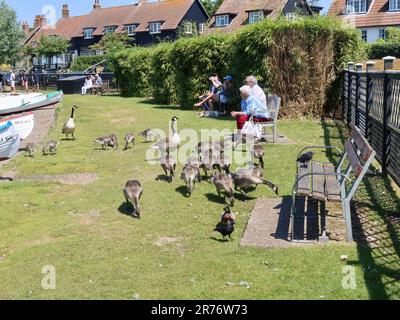 Thorpeness, Suffolk, Vereinigtes Königreich - 13. Juni 2023 : Eine große Familie kanadischer Gänse und Goslings am see meare. Stockfoto