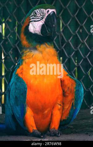 Neu-Delhi, Indien. 08. Juni 2023. Scharlachmakaken im National Zoological Park in Neu-Delhi, Indien, am 08. Juni 2023. Foto von ABACAPRESS.COM Gutschein: Abaca Press/Alamy Live News Stockfoto