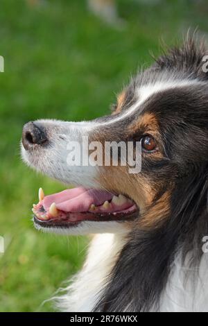 Nahaufnahme eines dreifarbigen Shetland Sheepdogs (Sheltie). Leuchtende Augen und „Lächeln“. Lange Haare. SideView-Porträt. Stockfoto