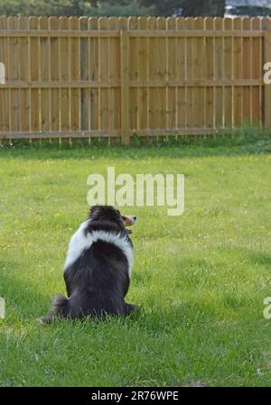 Das wunderschöne Shetland Sheepdog (Sheltie) befindet sich im Schatten in einem sicheren, eingezäunten Hof. Dreifarbiger, langhaariger reinrassiger Hund. Entspannen Sie sich draußen. Stockfoto