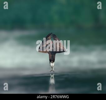 Der majestätische Fischadler taucht ins Wasser, um seine Beute zu fangen. Stockfoto