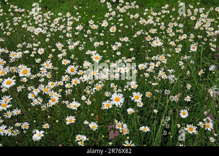 Margueriten (Leucanthemum vulgare) im Wiesengras in Südwales. Juni 2023. Sommer Stockfoto