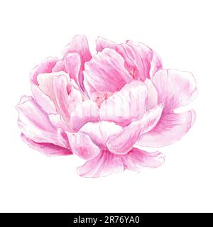 Aquarelle Pfingstrosen Hand gezeichnet im botanischen Stil für Logo-, Hochzeiten-, Feiertags- und Geburtstagsdesigns. Pink isoliert auf weißem Hintergrund Stockfoto