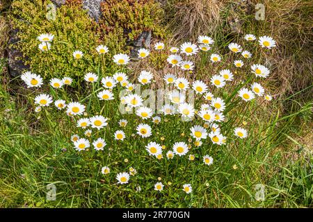 Ochsenaugen-Gänseblümchen (Leucanthemum vulgare), die am Pembrokeshire Coast Path National Trail an der St. Non's Bay auf der Halbinsel St. David in PE wachsen Stockfoto