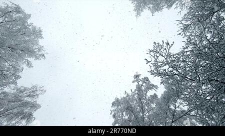 Schneefall von oben. Schneefall. Schnee fällt in Flocken vertikal von oben gegen den Himmel, schneebedeckte Baumkronen am Wintertag. Viel Schnee fällt von oben. Wintersaison Hintergrund. Schneebedeckte Kulisse Stockfoto