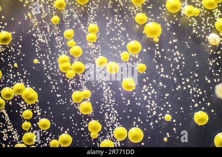 Bakterien aus einem Hautausstrich, Kolonien von Micrococcus luteus und Staphylococcus epidermidis auf Trypton-Soja-Agar. Stockfoto