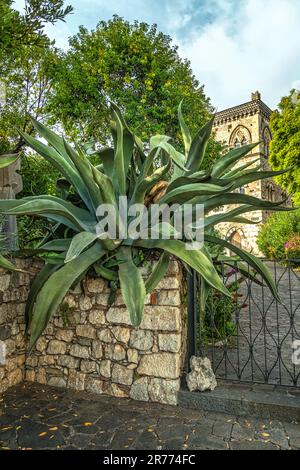 Riesige Agave-Pflanze, Agave salmiana Otto ex Salm-Dyck, aus der Asparagaceae-Familie im Palazzo Duchi di Santo Stefano di Taormina, Taormina, Messina Provin Stockfoto