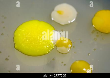 Kolonien verschiedener Bakterien aus menschlicher Haut, die auf Petrischale mit Nähragar gezüchtet werden. Stockfoto