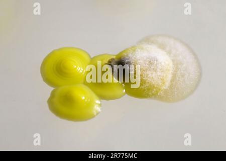 Kolonien von Micrococcus luteus-Bakterien auf mit Schimmel überwucherter Agarplatte. Stockfoto