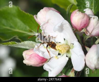 Kuckuckusbiene, die Apfelblüten füttert. Vermutlich Marshams Nomad Bee. Stockfoto