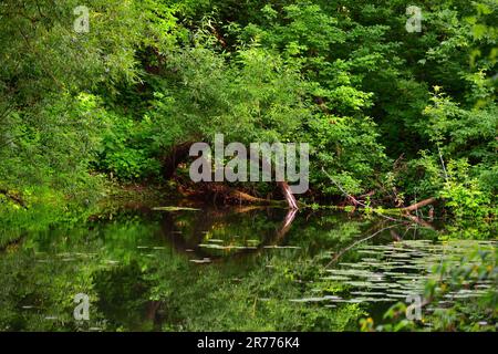 Ein kleiner Fluss überwuchert an Ufern mit alten Weiden Stockfoto