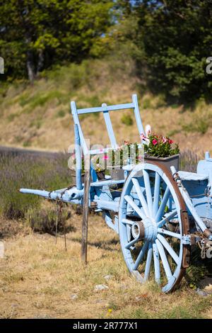 Blauer Holzwagen mit Lavendel Stockfoto