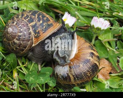 Zwei Gartenschnecken, Helix aspersa, Paarung Stockfoto