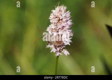 Käfer (Coreus marginatus), Familie Coreidae auf Blüten des Bistorts (Bistorta officinalis, Synonym Persicaria bistorta), Familie der Käfer (Polygonaceae). Stockfoto