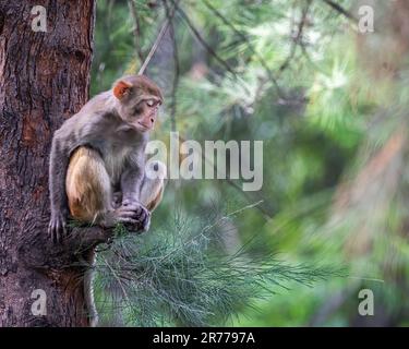 Ein Affe, der auf einem Baum schläft Stockfoto