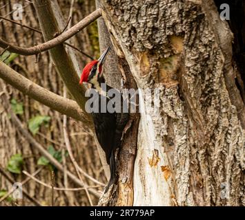 WA2338-00...WASHINGTON - Ein piletierter Holzpimmel, der auf einem alten, verrottenden Ahornbaum nach Käfern sucht. Stockfoto