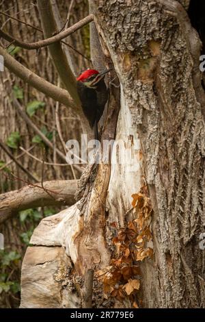 WA23382-00...WASHINGTON - Ein piletierter Holzpimmel, der auf einem alten, verrottenden Ahornbaum nach Käfern sucht. Stockfoto