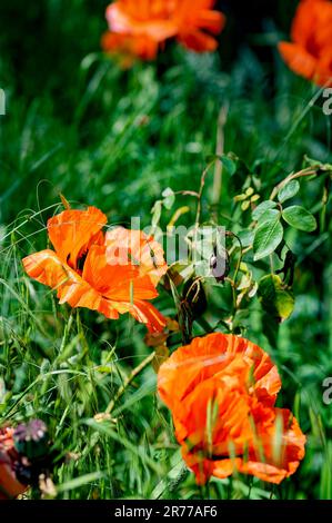 Nahaufnahme von hellen Orangenmohn (Papaver orientale) auf einer Wiese. Stockfoto