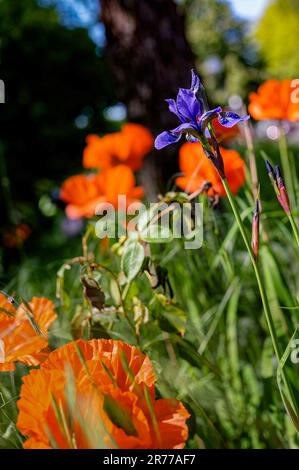 Lila Iris (Iris sibirica) auf einer Wiese mit Orangenmohn in der Sonne. Stockfoto