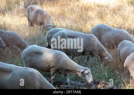 Im Frühsommer grasen Schafe und Schafe auf dem Feld Stockfoto