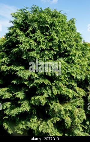 Chamaecyparis lawsoniana 'Mini Globus', Lawson Cypress, Port Orford Cedar Tree Port Orford Cypress, Oregon Cypress Tree Stockfoto