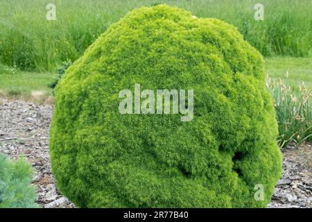 Picea glauca „Alberta Globe“ Kugelform, Garten Stockfoto