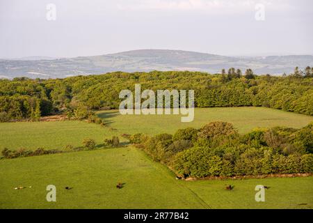 In West Devon weiden Rinder auf Weidefeldern neben Wäldern, in der Ferne liegt Kit Hill in Cornwall. Stockfoto