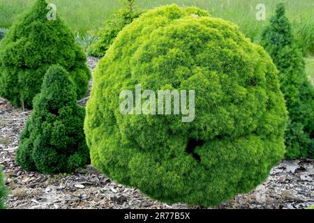 Picea glauca „Alberta Globe“ im Garten, Nadelbäume geformte Pflanzen langsam wachsende Sphärische Fichte Globe Pinaceae Familie Stockfoto