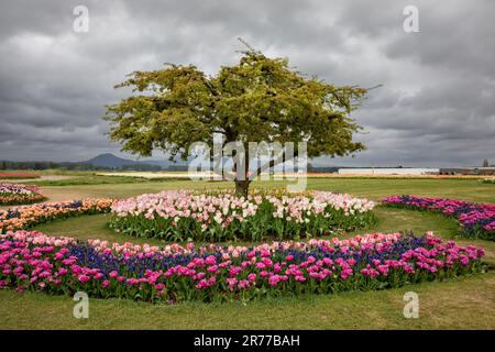 WA23399-00...WASHINGTON - Tulpen auf der RooxenGaarde Tulips and Bulb Farm im Skagit Valley. Stockfoto
