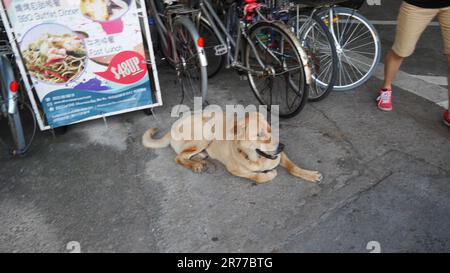 Ein Hund ruht bequem in einem Außenbereich neben zwei Fahrrädern Stockfoto