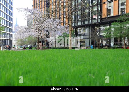 Grünes Gras und Blüten auf dem Pancras Square im Frühling, bei Kings Cross, Nord-London, Großbritannien Stockfoto