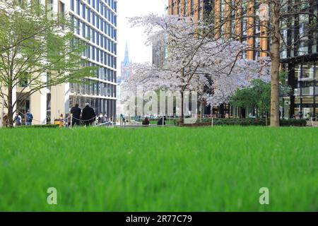 Grünes Gras und Blüten auf dem Pancras Square im Frühling, bei Kings Cross, Nord-London, Großbritannien Stockfoto