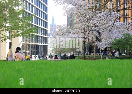 Grünes Gras und Blüten auf dem Pancras Square im Frühling, bei Kings Cross, Nord-London, Großbritannien Stockfoto