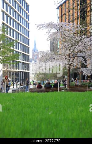 Grünes Gras und Blüten auf dem Pancras Square im Frühling, bei Kings Cross, Nord-London, Großbritannien Stockfoto