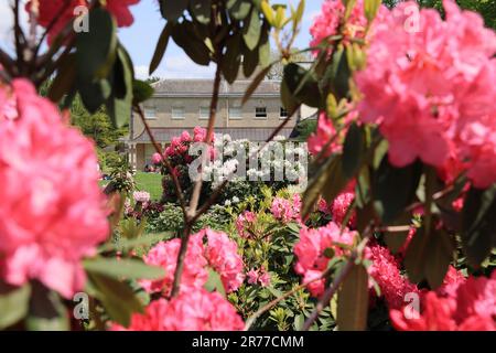 Rhododendrons blühen im Kenwood House in Hampstead Heath, im Norden Londons, Großbritannien Stockfoto