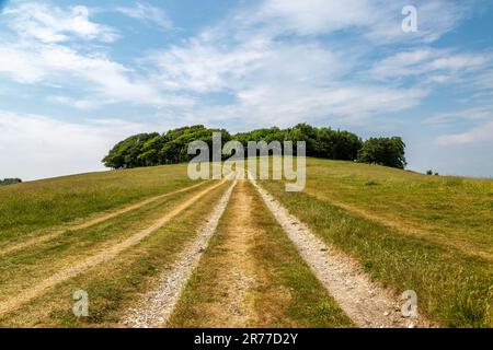 An einem sonnigen Sommertag geht es entlang eines Wanderwegs zum Chanctonbury Ring in den South Downs Stockfoto