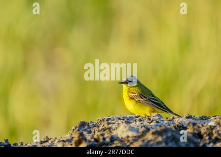 Der gelbe Schwanz, Motacilla flava, sitzt auf sandigem Seetang am Ufer der Ostsee Stockfoto