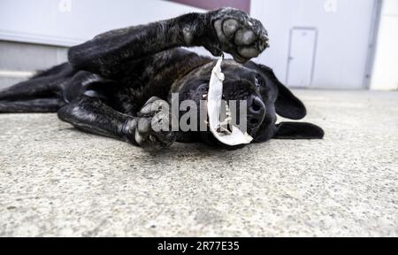 Spanischer Mastiffhund mit labrador, Haustiere, Säugetiere Stockfoto
