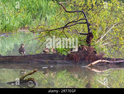 Eine Gruppe junger Entenküken im See, die nachts auf einem Nest saßen Stockfoto