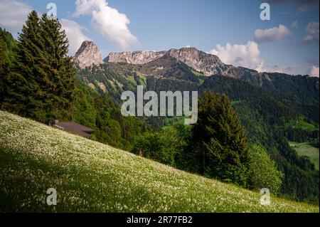 Landschaft mit Bergen und Himmel. Weiße Narzissen blühen im Frühling. Narcissus poeticus. Fasanenauge. Montreux, Les Avants, Vaud, Schweiz. Stockfoto