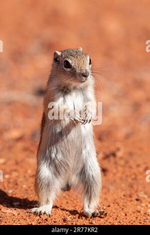 Ground Eichhörnchen; Weissschwanz-Antelope Ground Eichhörnchen: Stockfoto